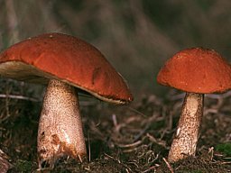 Waldpilze essbar &raquo; Waldpilze Essbar &raquo; rauhfussroerhling